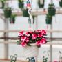 New Guinea Impatiens – Super Sonic Sweet Cherry – 8″ Hanging Basket